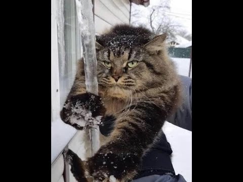 Видео: 🙀 Я фигею с этой погоды! 😺 Смешное видео  с собаками, кошками и котятами! 🐈