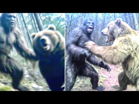 Видео: ЧТО-ТО РАЗОРВАЛО ГРИЗЛИ в Лесу Калифорнии. Рейнджеры РАСКРЫВАЮТ доказательства BIGFOOT