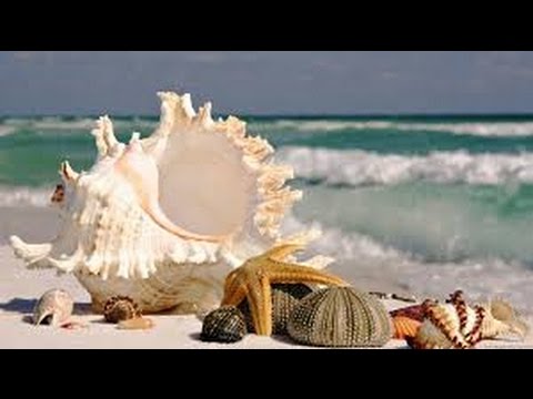 Видео: Хочи Мирзо-ам-059 Боби Намоз 1