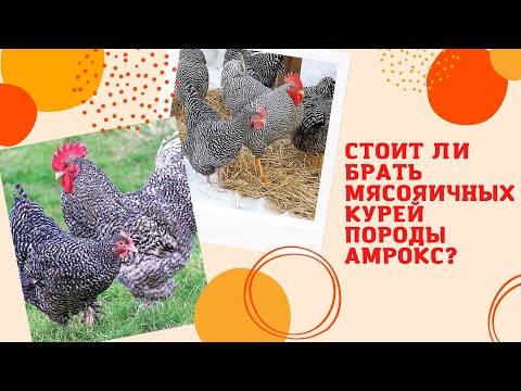Видео: Стоит ли брать мясояичных курей породы Амрокс????