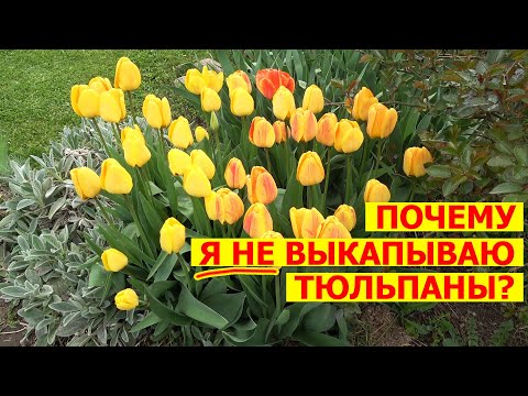 Видео: Надо ли выкапывать тюльпаны? Мои растут на одном месте много лет и только хорошеют!