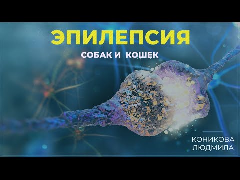 Видео: Эпилепсия собак и кошек