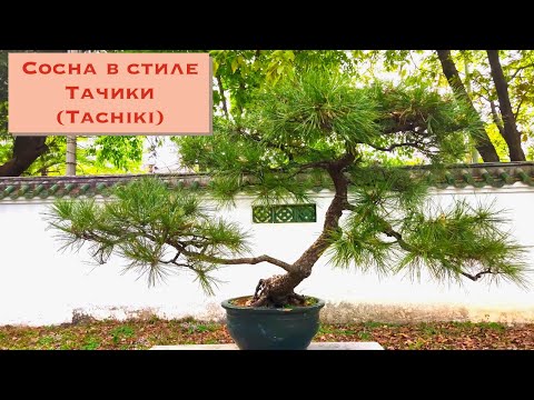 Видео: Стили бонсай. Сосна бонсай в стиле Тачики (Tachiki). BonsaiTachiki Style