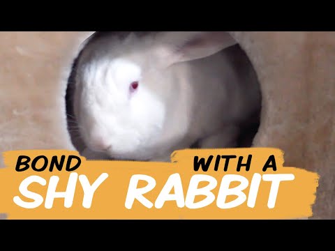 Видео: Как подружиться с застенчивым кроликом