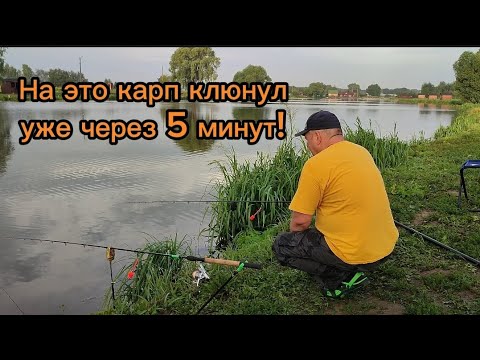 Видео: Ловля карпа на фидер на озере Игумное. Монтаж Ин-Лайн в работе. #рыбалка #фидерныймонтаж