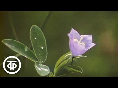 Видео: Природоведение. 3 класс. Я иду по лесу (1988)