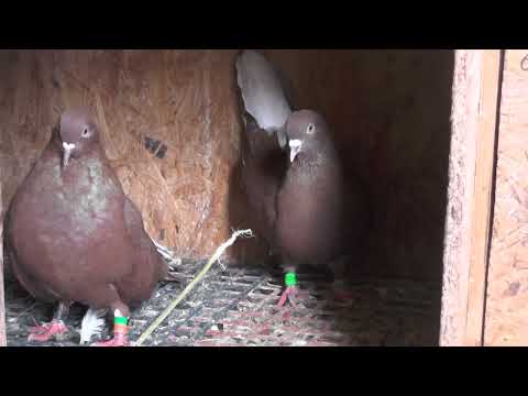 Видео: Какими мед препаратами кормлю, чтоб голубки неслись?