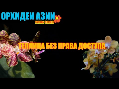 Видео: Вас НЕ ПУСТЯТ в эту теплицу!