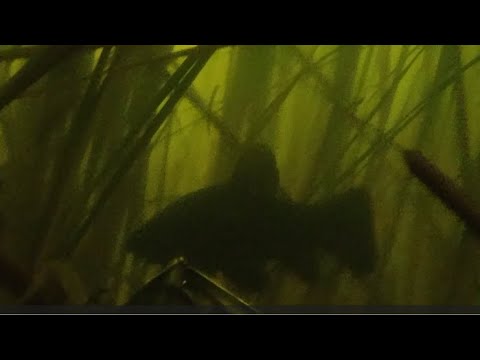 Видео: Клапан на трубку.