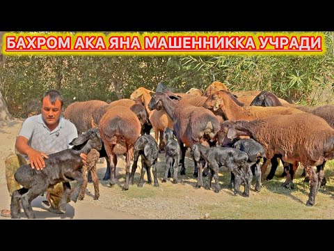 Видео: БАХРОМ АКА ЯНА МАШЕННИККА УЧРАДИ