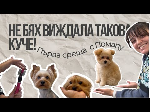 Видео: Влог от салона: Не бях виждала такова куче досега! 🐶 Първата ми среща с Помапу