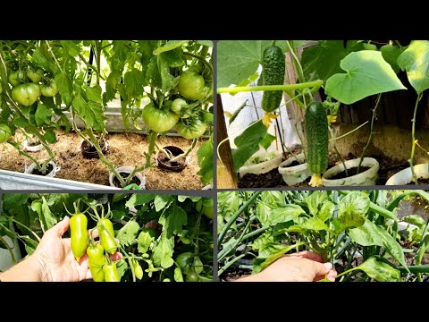 Видео: Дача в радость, а не в тягость!!! Что растёт  и как...?