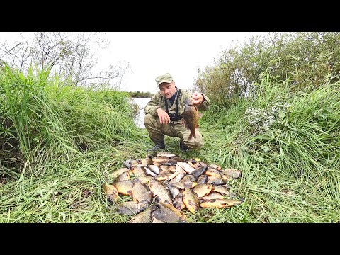 Видео: НАЛОВИЛ ГОРУ КАРАСЕЙ НА СЕВЕРЕ. РЫБАЛКА НА СТАВНЫЕ СЕТИ.