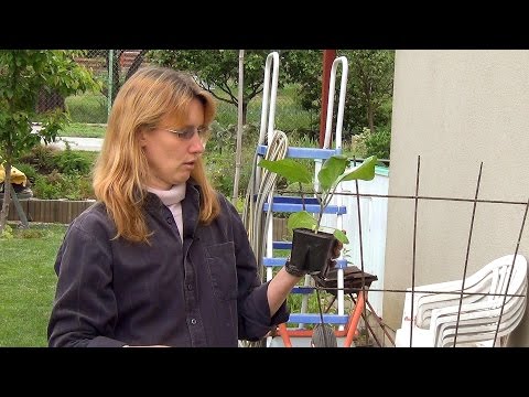 Видео: Посадка рассады баклажанов в грядку