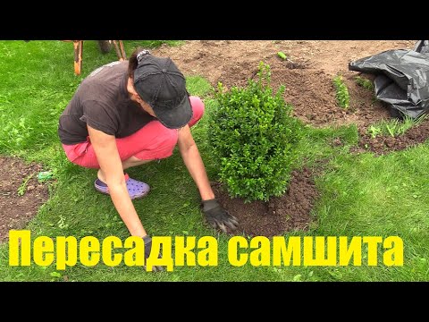 Видео: Осенняя пересадка взрослых самшитов по всем правилам.