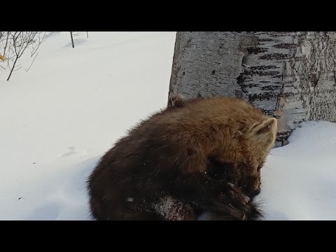 Видео: Проверка капканов часть 〽️ 12,соболь 2025 года.