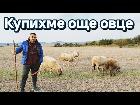 Видео: Купихме заплодени овце на село #lamp #farming #animals #villagelife 