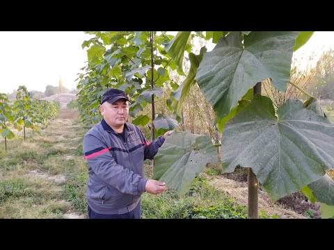Видео: ПАВЛОВНИЯ дарагын кантип, каерден алуу керек?  САЙИПЖАН агага кайрылгыла!
