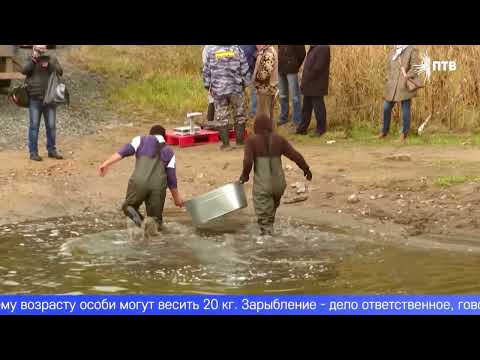 Видео: В Волчихинское водохранилище выпустили более 60 тысяч молодых сазанов