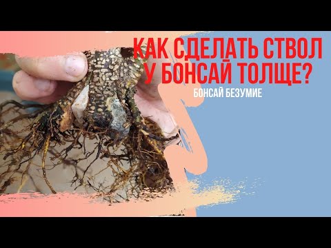 Видео: Расширение небари бонсай. Утолщение ствола бонсай! Как расширить ствол у бонсай всего за 15 минут?