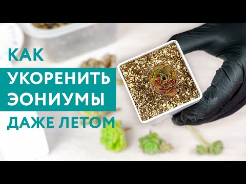 Видео: Эониумы: размножение черенками даже летом