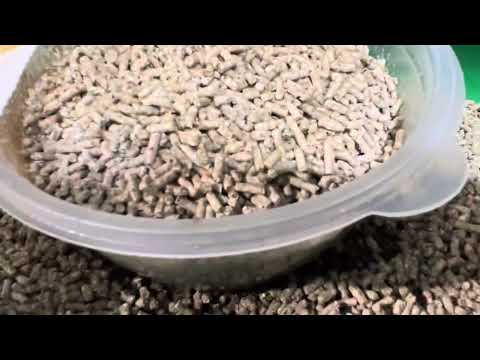 Видео: Инкубация черной львинки Hermetia illucens черный солдат 