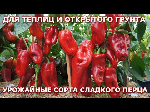 Видео: Урожайные сорта сладкого перца 2025 г