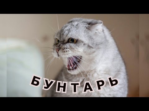 Видео: "Бунтарь". Александр Райн.