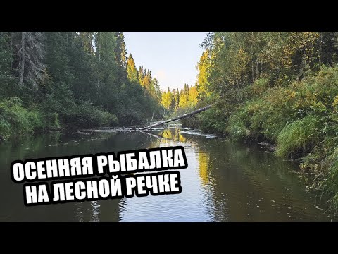 Видео: РЫБАЛКА НА ОСЕННЕЙ ЛЕСНОЙ РЕКЕ С БАТЕЙ \ ПОСЕТИЛИ ИЗБУ \ ОТЛИЧНО ПРОВЕЛИ ВЫХОДНЫЕ