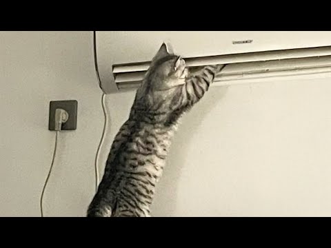 Видео: Кот с невероятным мозгом 😲 Смешные видео с кошками 2025 года