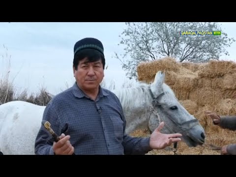 Видео: Шабандоз Зарапатдин – күшли атларын көрсетти