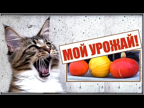 Видео: Тыква сбежала к соседям! Котик Арчи в растерянности