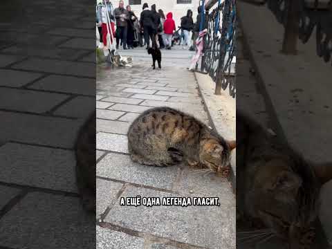 Видео: Почему в Турции так много кошек #коты #кот #котики