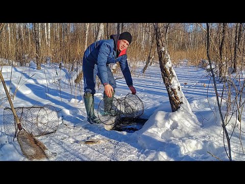 Видео: Залишив Ятір (Вершу)  на Болоті на Ніч. Наловив Щук. Рибалка на Болоті!