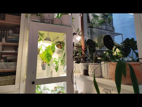Видео: Пересадки комнатных растений в кокосовый субстрат, разбор теплички
