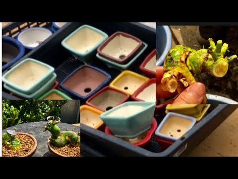 Видео: Вы можете роскошно выбрать идеальную форму дерева бонсай Шохин, которое было тщательно