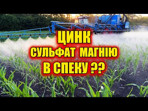 Видео: ДВА ДНІ І КУКУРУДЗУ НЕ ВПІЗНАТИ, вносимо по листу карбамід + цинк гумат сульфат магнію інсектицид