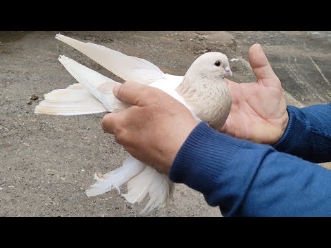 Видео: Бойние голуби. Голубиный рынок. 19.05.24 Грузия. Тбилиси