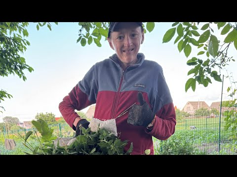 Видео: Органічне ,натуральне добриво із кропиви .