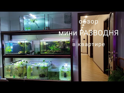 Видео: Обзор домашней мини рыборазводни на 800 литров #разведениерыб #нерест #аквариумистика #аквариум