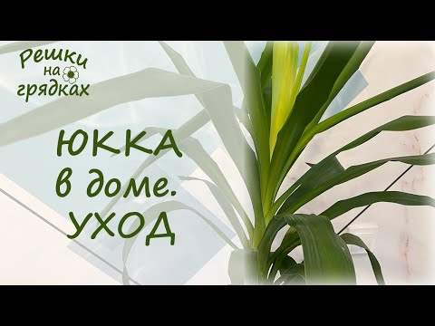 Видео: Юкка Уход в домашних условиях