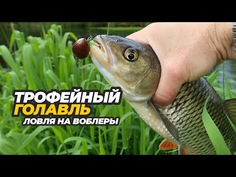 Видео: Трофейный голавль. Ловля на воблеры