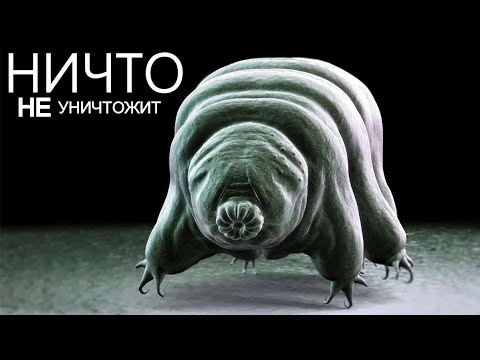 Видео: Тихоходки - уникальное существо, которое может жить вечно.