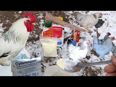Видео: Уй Шароитида Хирилаган Товукларни Даволаш Видеони Курамиз