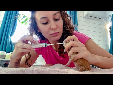 Видео: КОРМЛЮ КОТЯТ ЗОНДОМ / Мейн-кун Барби самая беспокойная мать