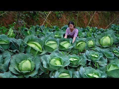 Видео: Гигантская капуста, которую я никогда не видел!