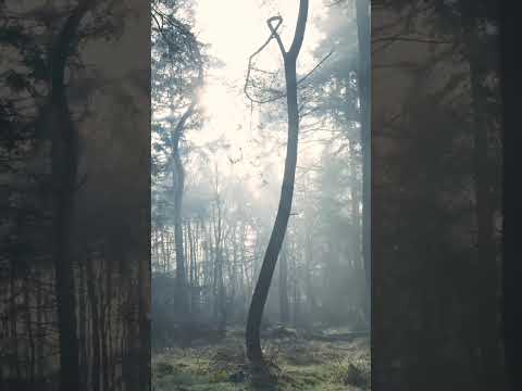 Видео: Новинка от D.J.Andrey 2025 Angel