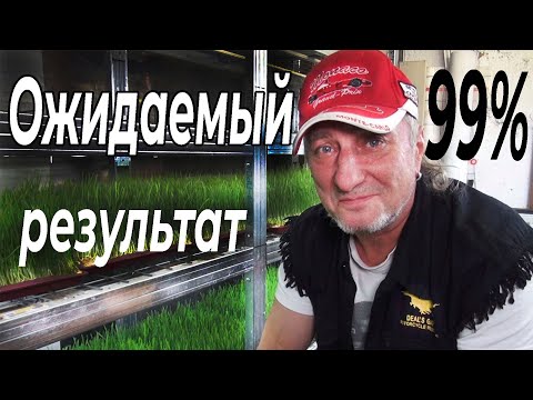 Видео: Пшеница без плесени. Микрозелень. Зеленый Босс