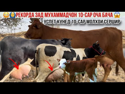Видео: 😳РЕКОРДА ЗАД 10-САР ОЧА БАЧА УСПЕТ КУНЕД БОРИ АВВА ДАР ЮТУБ 1 ноября 2025 г.