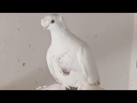 Видео: 15.Iyun чорсув каптар бозори 😈